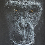 Chimpanzé